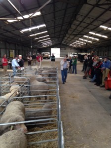 Ballarat Sale 2014