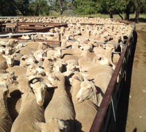 482 Maiden ewes peened up for spanging in cropped