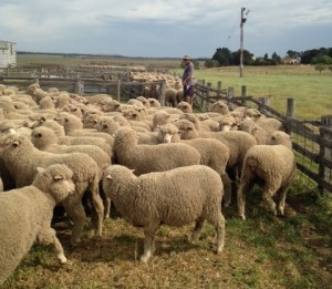 Classed young ewes at Chris and Lochie McLellans cropped