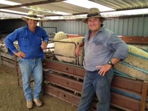 Nov 15 Hogget Ewes Dave Hawker and Rob Barden